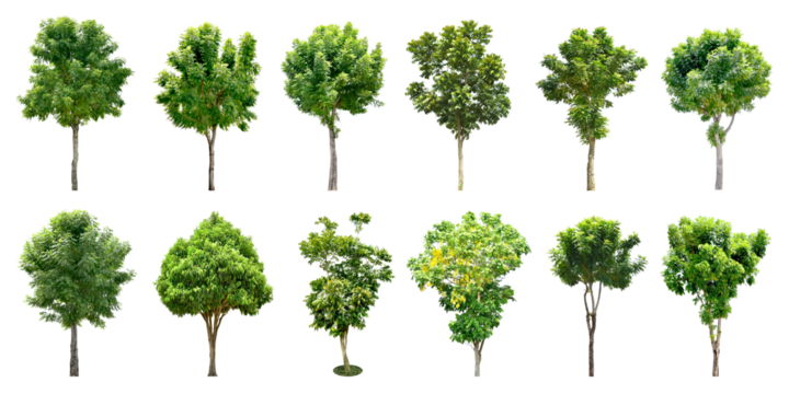 Collection Trees and bonsai green leaves. total 10 trees. The Ratchaphruek tree is blooming bright yellow. (png)	