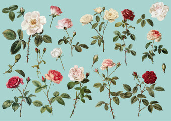Hand drawn illustration of beautiful roses