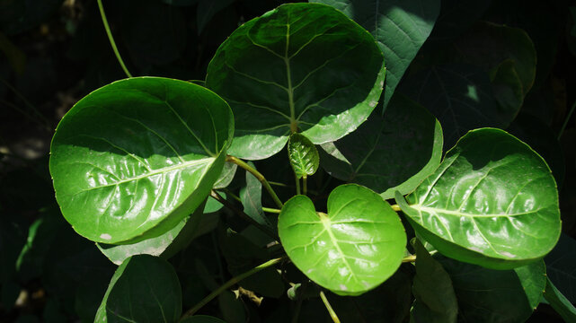 monstera deliciosa variegata vs borsigiana Monstera borsigiana albo variegated