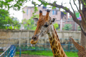 Close up shot of a giraffe head