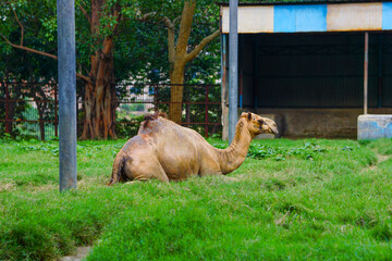 Photograph of a brown camel sitting on grass
