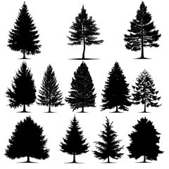 Obraz premium silhouettes of pine forest on a white background