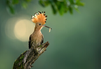 Eurasian hoopoe bird in early morning light ( Upupa epops )