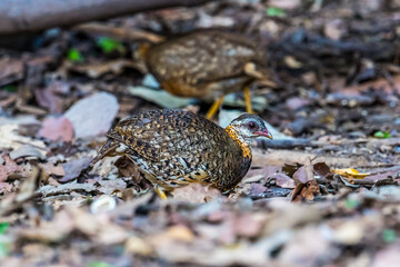 ferruginous partridge (Caloperdix oculeus) The body is orange. The wings are yellow. There are gray spots on the legs. There are two spikes on each side found in Kaeng Krachan forest.
