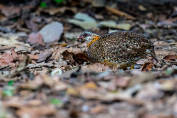 ferruginous partridge (Caloperdix oculeus) The body is orange. The wings are yellow. There are gray spots on the legs. There are two spikes on each side found in Kaeng Krachan forest.