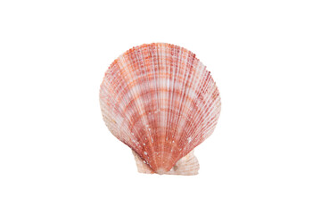 scallop sea shell isolated on white background.