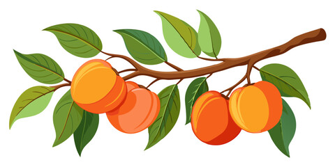 illustration of peaches on a branch © Waliul