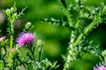 bright beautiful Pink thistle flowers