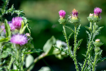 bright beautiful Pink thistle flowers