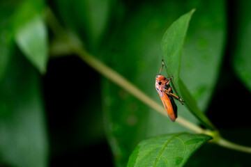 Close-up insect on a green leaf.