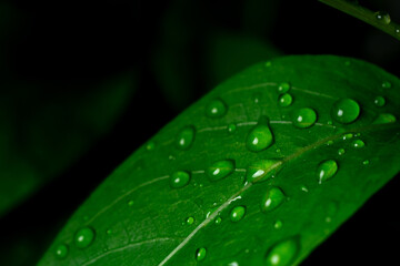 Raindrops on fresh green leaves on a black background. Macro shot of water droplets on leaves. Waterdrop on green leaf after a rain.