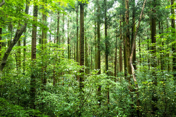 제주도,올레길,여행,바다,섬