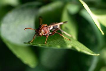 Close-up insect on a green leaf.
