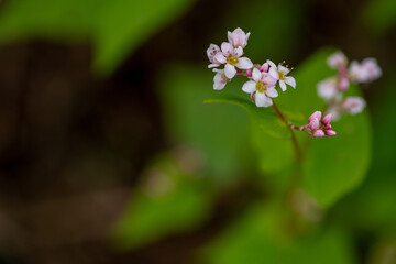 제주도,메밀,메밀꽃,꽃,아름답다
