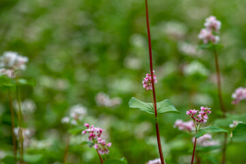 제주도,메밀,메밀꽃,꽃,아름답다