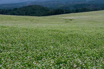 제주도,메밀,메밀꽃,꽃,아름답다