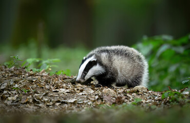 Baby Badger close up ( Meles meles )