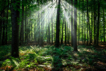 Fototapeta premium Sunny morning in the forest