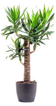 potted yukka plant, transparent background