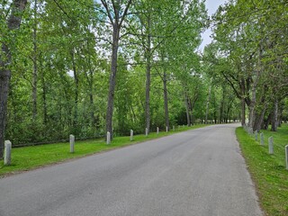 Empty asphalt paved single lane road through an area filled with green deciduous Poplar trees.