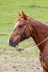 Side view of the head and neck of a chestnut colored horse with a bridle and reins.