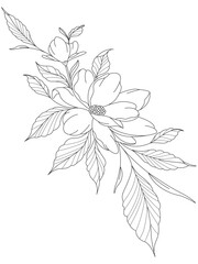  Tropical flower line art style vector illustration