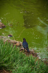 Bird scavenging for food near lake