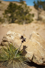 Dead flower growing from Yucca plant located in Northern New Mexico