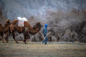 An unidentified man walking the Bactrian camels or Double humped camels in the Himalayan cold...