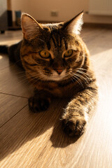 The cat lies at home on a wooden floor under the sun's rays