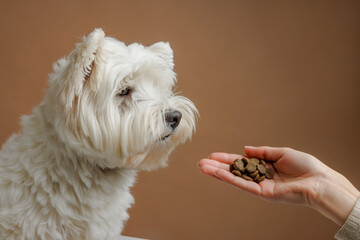 happy dog licks while waiting for food in bone-shaped sticks, animal care concept