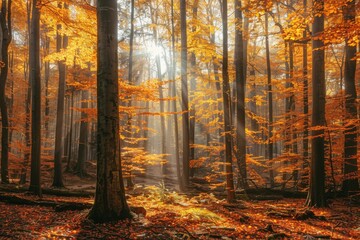 Obraz premium Scenic view of a forest with trees in fall foliage, sunlight filtering through, peaceful and natural setting 