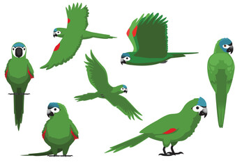 Parrot Hahns Macaw Red Shoulder Bird Poses Vector Illustration