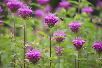 Monarda didyma. Scarlet beebalm, wild bergamot in garden.