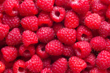 Fresh natural raspberries. Lots of natural organic raspberries.