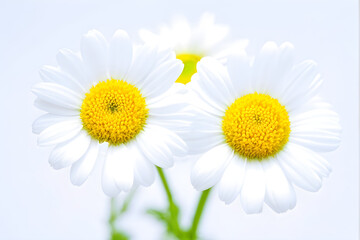 Naklejka premium Two Chamomiles, Ox-Eye Daisy isolated on white background.