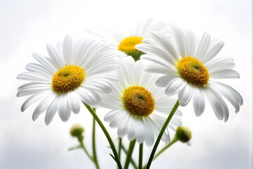 Fototapeta premium Two Chamomiles, Ox-Eye Daisy isolated on white background.