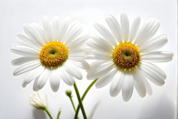 Two Chamomiles, Ox-Eye Daisy isolated on white background.