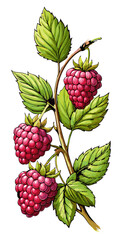 raspberries and leaves