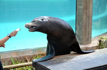 Sea lion in Jungle park of Tenerife