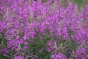 Epilobium angustifolium. Pink flowers of fireweed, Chamerion angustifolium.