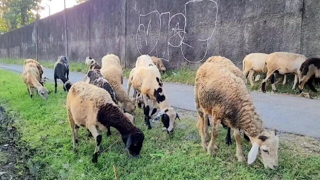 sheep and lambs eating the grass before eid adha