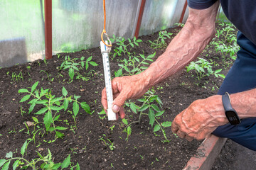 An elderly male gardener is measuring the air temperature inside a greenhouse.