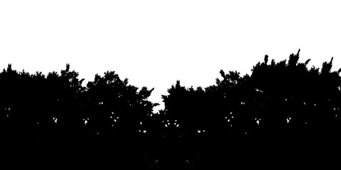 Silhouette tree leaves abstract background. Natural pattern and copy space or empty. For advertisements, business cards, brochures and transparent backgrounds with png