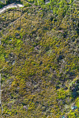 Moss on the ground. Part of the ground with moss and dry branches. Close up of moss in forest detailed texture, top view. Land covered with moss. 