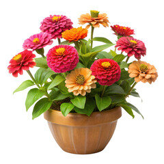 Obraz premium beautiful zinnias plant isolated on transparent background