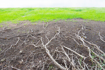 Drought in the natural environment