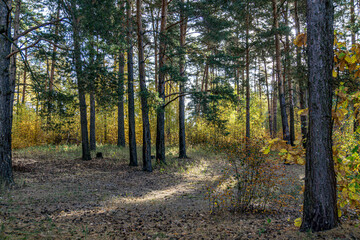 Tall pine and small birch trees woodland. Small trees and bushes are growing in the autumn forest.
