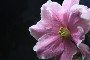 Pink violet flower on a black background with free space on the left.