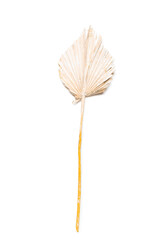 Dried tropical leaf on white background